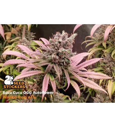 Rucu Cucu OG© Collectible Autoflowering Seeds