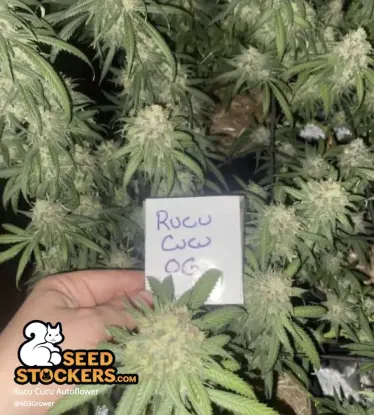 Rucu Cucu OG© Collectible Autoflowering Seeds