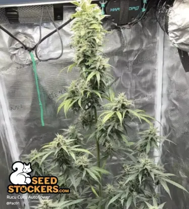 Rucu Cucu OG© Collectible Autoflowering Seeds