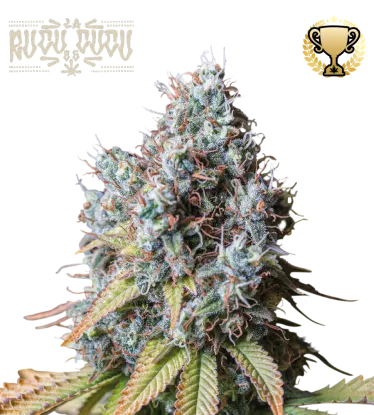 Rucu Cucu OG© Feminized Collectible Seeds