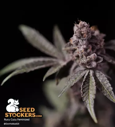 Rucu Cucu OG© Feminized Collectible Seeds