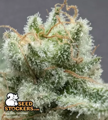 Rucu Cucu OG© Feminized Collectible Seeds