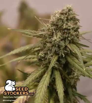 Rucu Cucu OG© Feminized Collectible Seeds