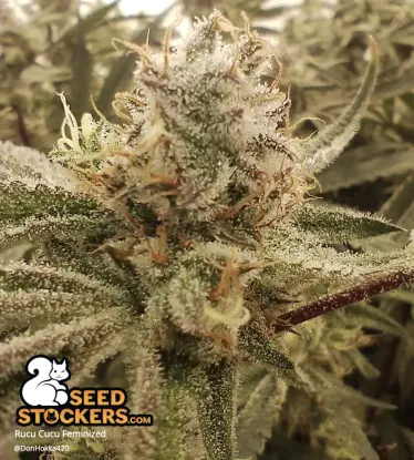Rucu Cucu OG© Feminized Collectible Seeds