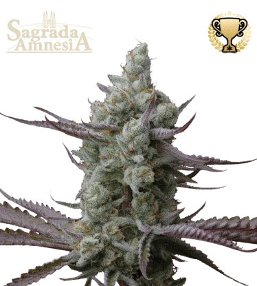 Sagrada Amnesia© Feminized collectible seeds