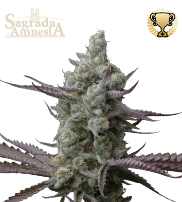 Sagrada Amnesia© Feminized collectible seeds