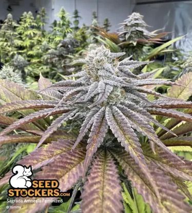 Sagrada Amnesia© Feminized collectible seeds