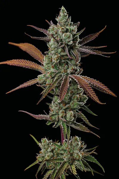 Sagrada Amnesia© Feminized collectible seeds