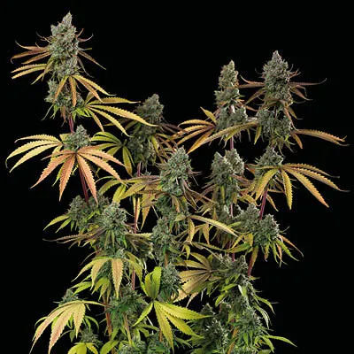 Sagrada Amnesia© Feminized collectible seeds