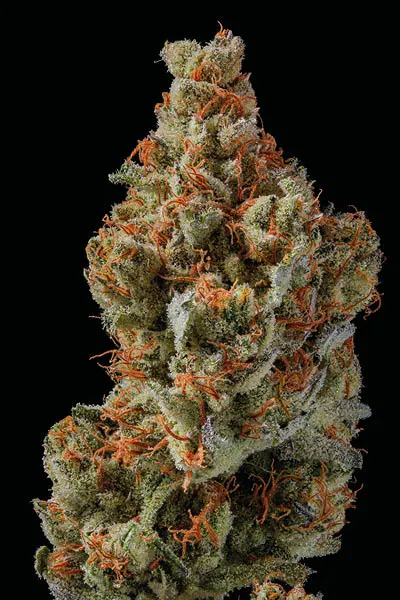Sagrada Amnesia© Feminized collectible seeds