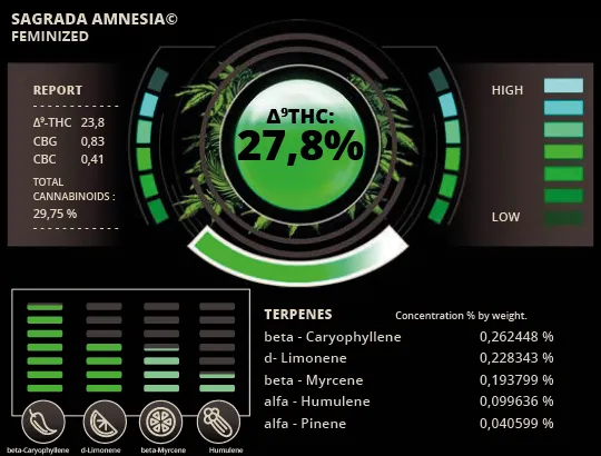 Sagrada Amnesia© Feminized collectible seeds