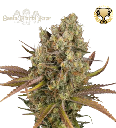Santa Marta Haze© Autoflowering Collectible Seeds