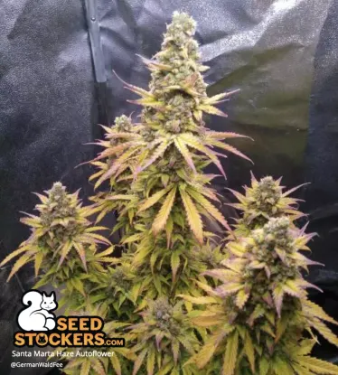Santa Marta Haze© Autoflowering Collectible Seeds