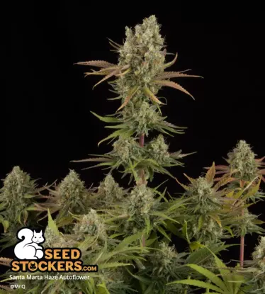 Santa Marta Haze© Autoflowering Collectible Seeds