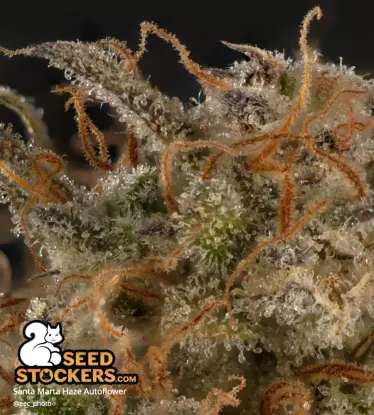 Santa Marta Haze© Autoflowering Collectible Seeds