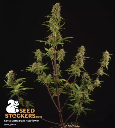 Santa Marta Haze© Autoflowering Collectible Seeds