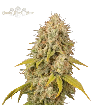 Santa Marta Haze© Collectible Feminized Seeds