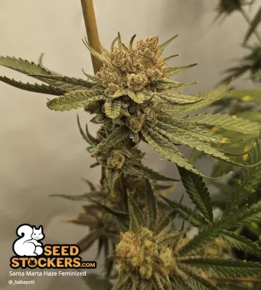 Santa Marta Haze© Collectible Feminized Seeds
