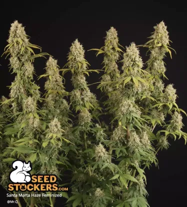 Santa Marta Haze© Collectible Feminized Seeds