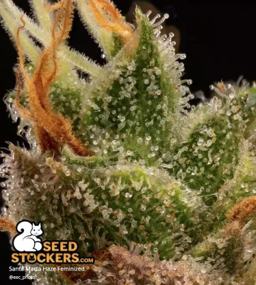 Santa Marta Haze© Collectible Feminized Seeds