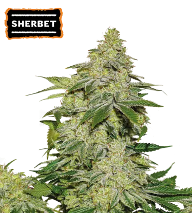 Sherbet Collectible Autoflowering Seeds