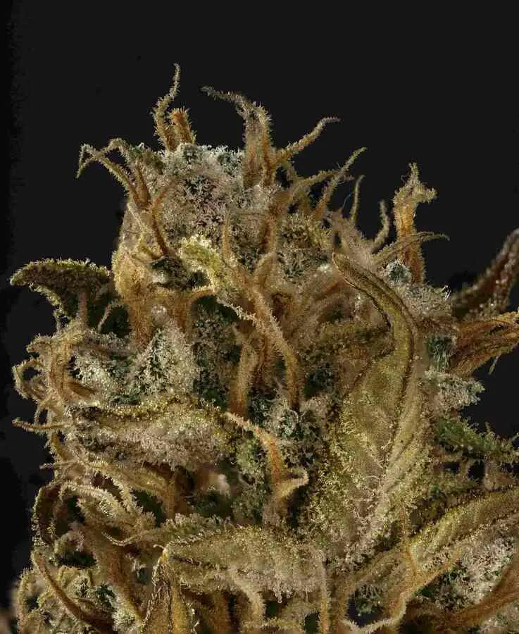 Sherbet Collectible Autoflowering Seeds