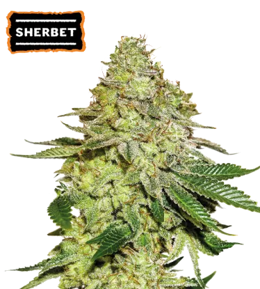 Sherbet Feminized collectible seeds