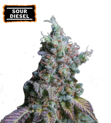 Sour Diesel Autoflowering Collectible Seeds