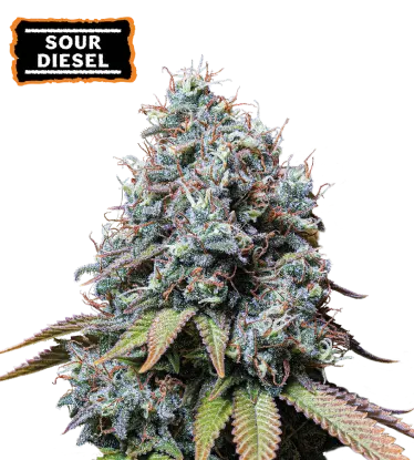 Sour Diesel Feminized Collectible Seeds