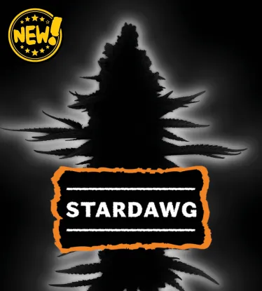 Stardawg Collectible Autoflower Seeds