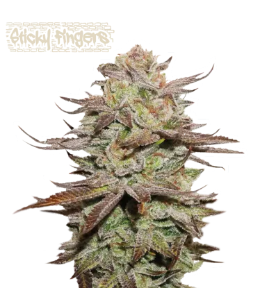 Sticky Fingers Autoflowering Collectible Seeds