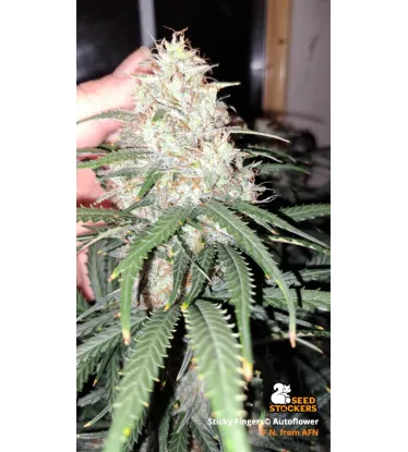 Sticky Fingers Autoflowering Collectible Seeds