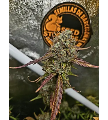 Sticky Fingers Autoflowering Collectible Seeds