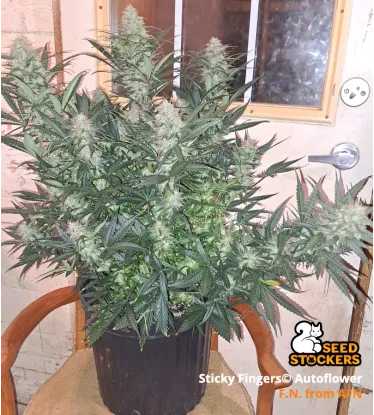 Sticky Fingers Autoflowering Collectible Seeds