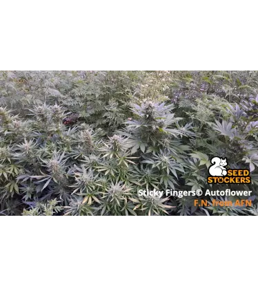 Sticky Fingers Autoflowering Collectible Seeds