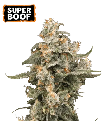 Super Boof Collectible Autoflowering Seeds