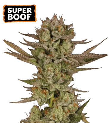 Super Boof Feminized Collectible Seeds