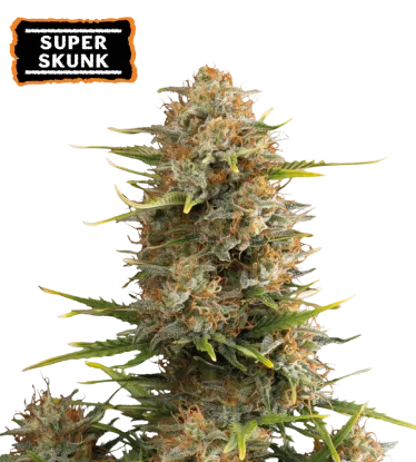 Super Skunk Autoflowering Collectible Seeds