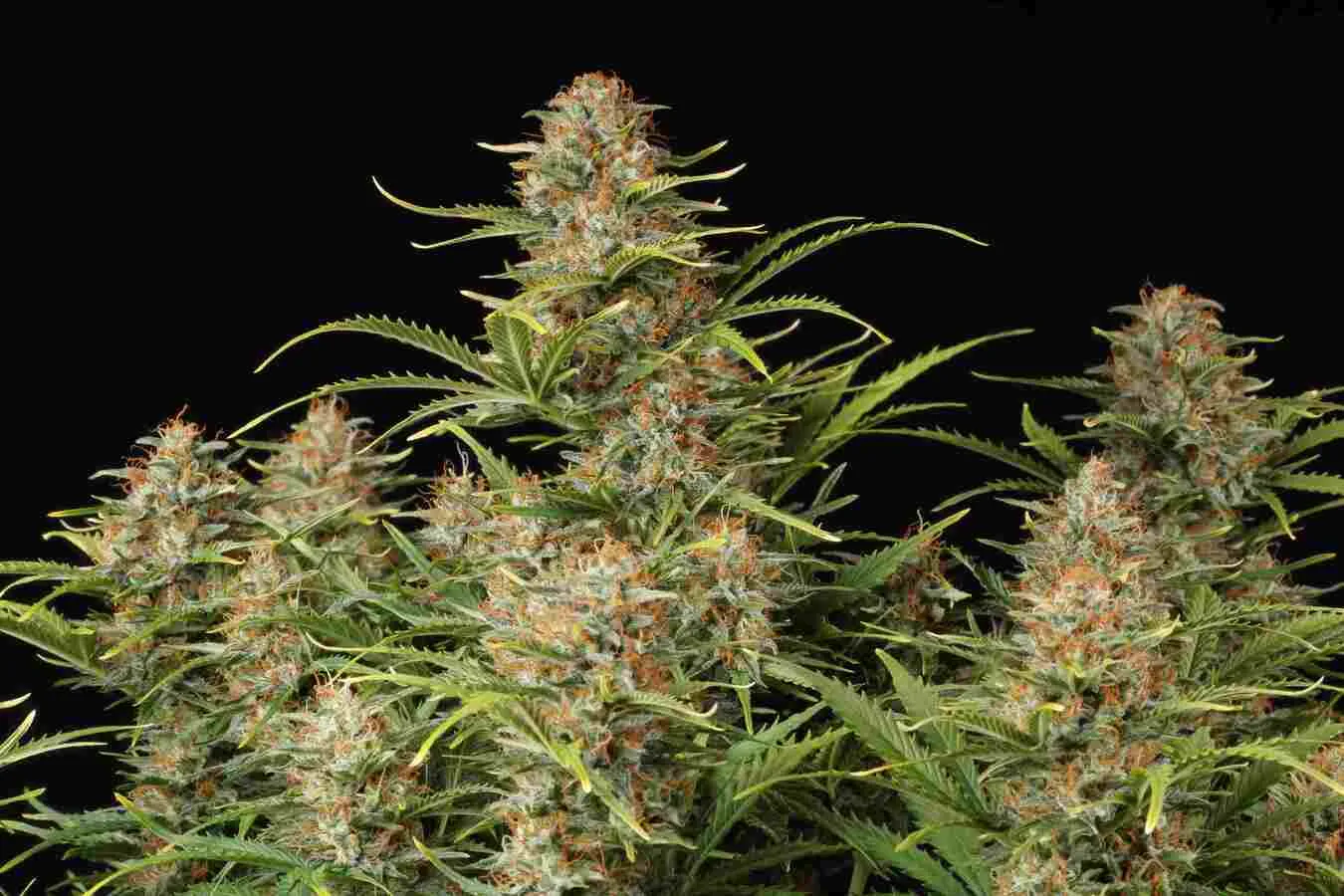 Super Skunk Autoflowering Collectible Seeds
