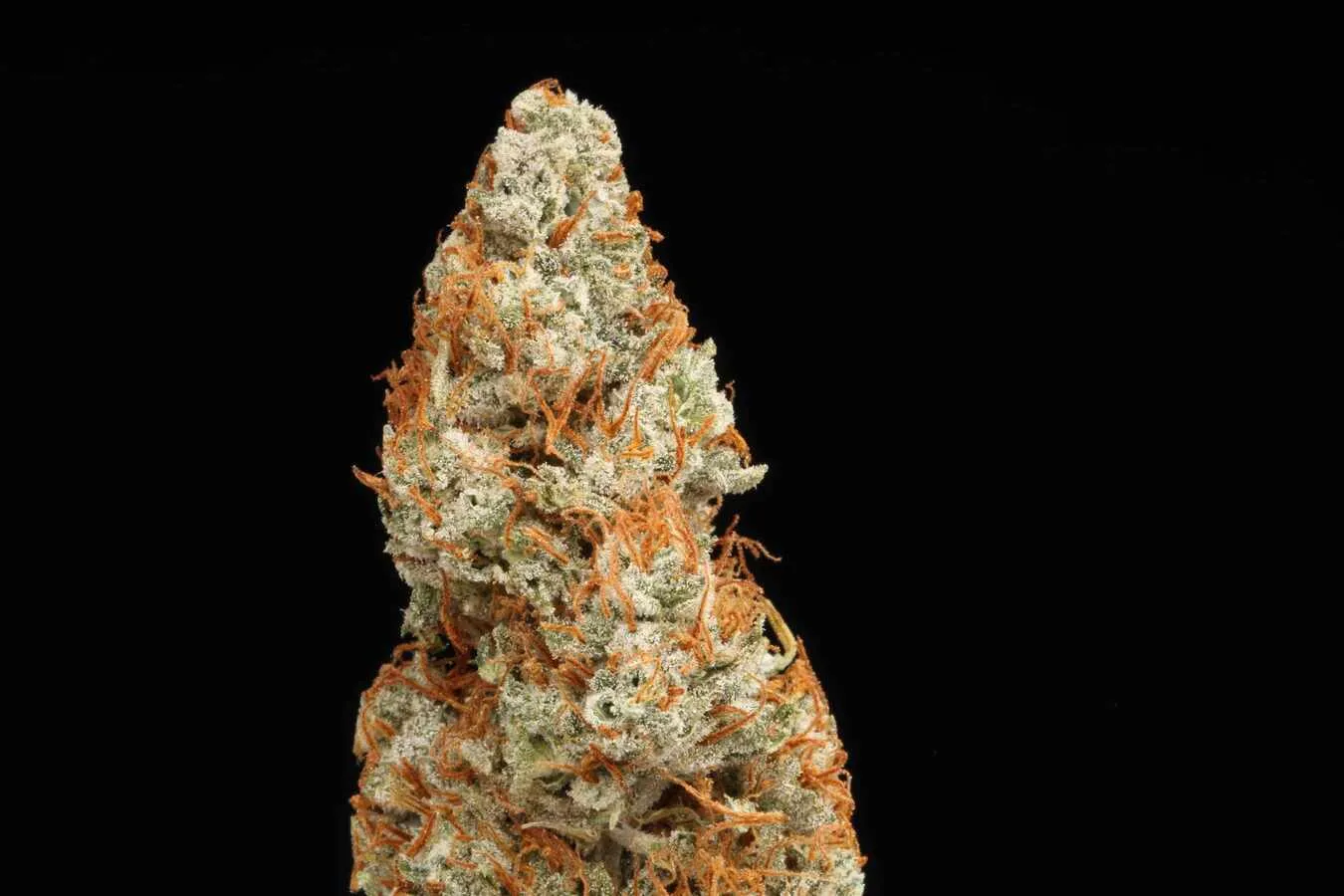 Super Skunk Autoflowering Collectible Seeds