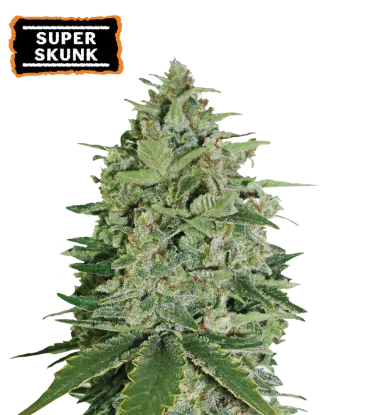 Super Skunk Feminized Collectible Seeds