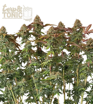 Terp & Tonic© Collectible Autoflowering Seeds
