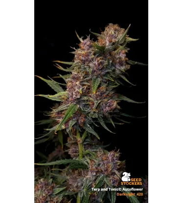 Terp & Tonic© Collectible Autoflowering Seeds