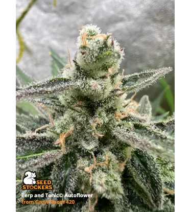 Terp & Tonic© Collectible Autoflowering Seeds