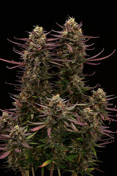 Terp & Tonic© Collectible Autoflowering Seeds