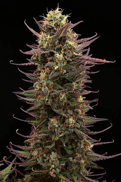 Terp & Tonic© Collectible Autoflowering Seeds