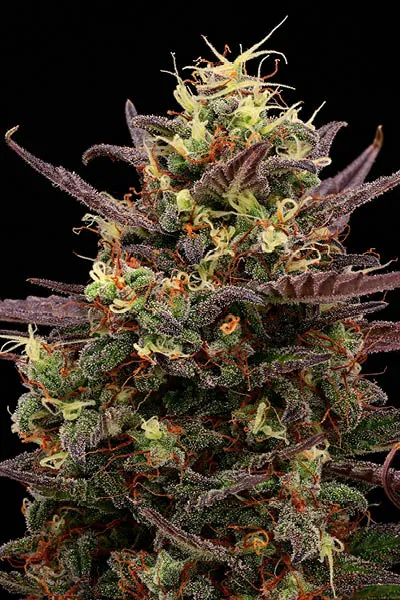 Terp & Tonic© Collectible Autoflowering Seeds