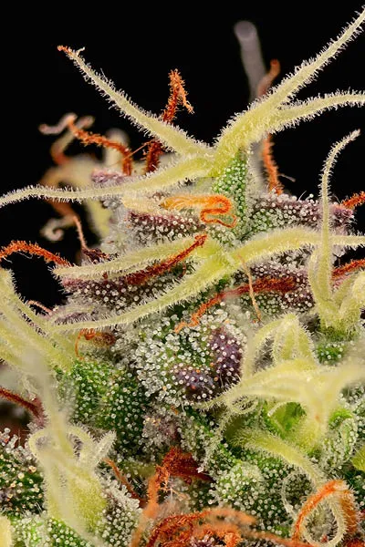 Terp & Tonic© Collectible Autoflowering Seeds