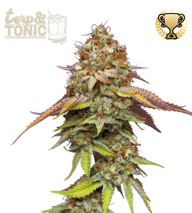 Terp & Tonic© Feminized Collectible Seeds