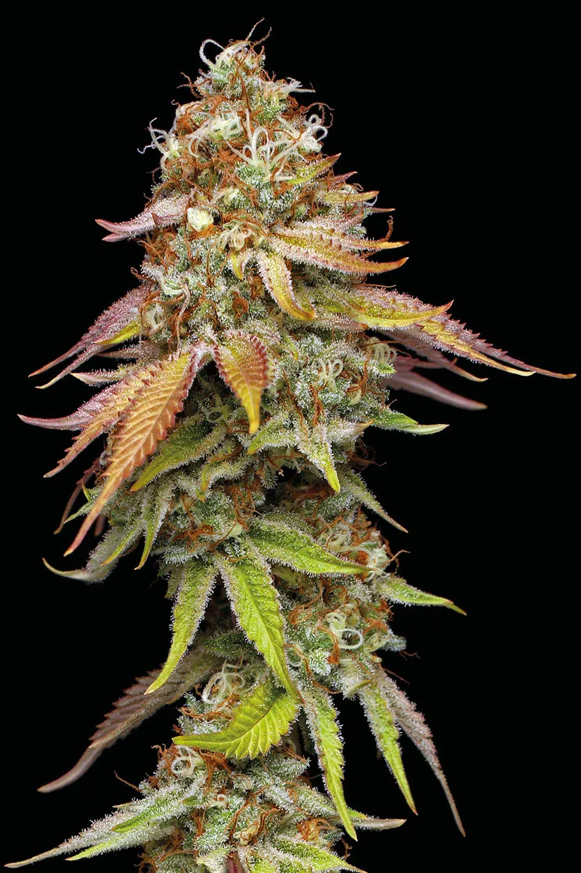 Terp & Tonic© Feminized Collectible Seeds